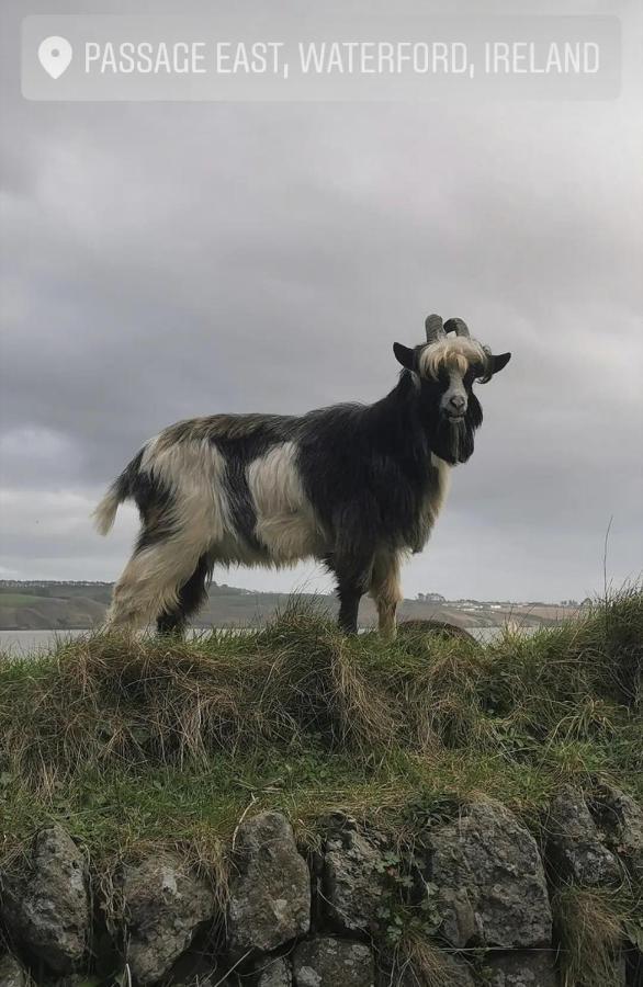 Ballyhack By The Sea Arthurstown Exteriör bild